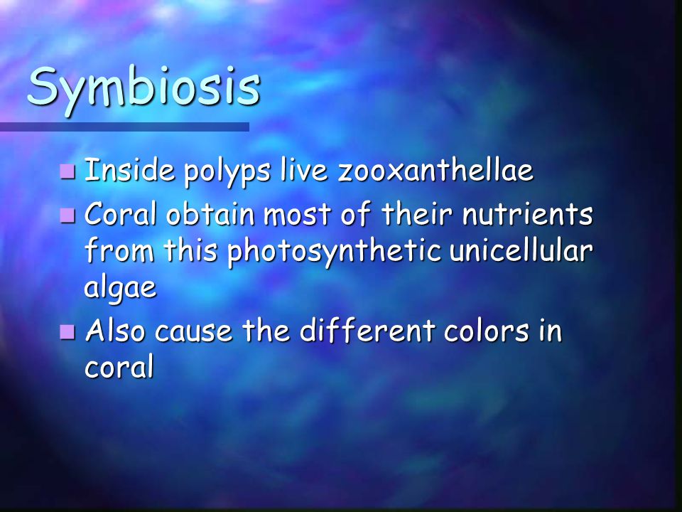 Symbiosis Inside polyps live zooxanthellae Inside polyps live zooxanthellae Coral obtain most of their nutrients from this photosynthetic unicellular algae Coral obtain most of their nutrients from this photosynthetic unicellular algae Also cause the different colors in coral Also cause the different colors in coral