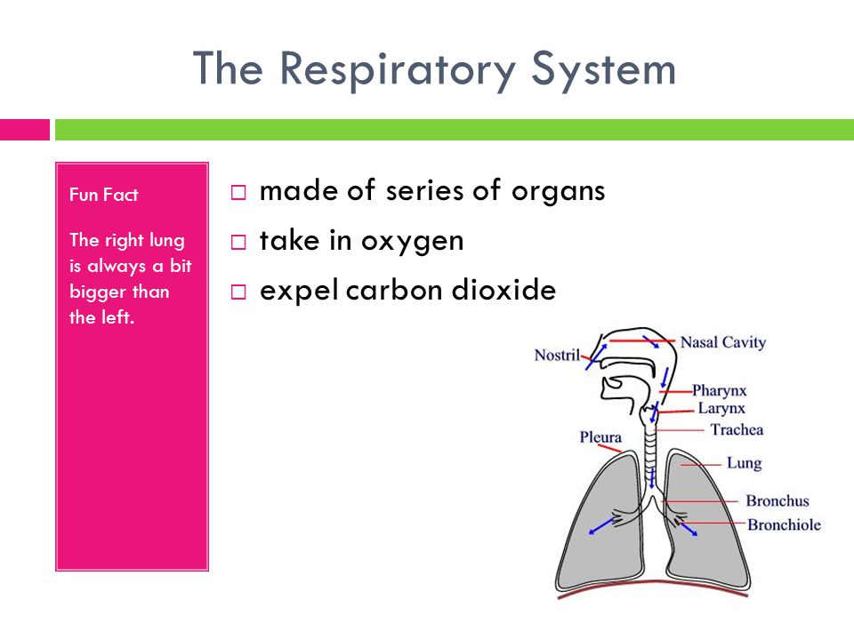 The Respiratory System Fun Fact The right lung is always a bit bigger than the left.