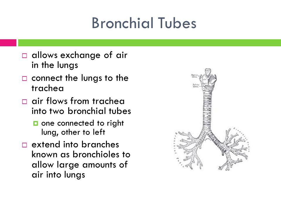 Bronchial Tubes  allows exchange of air in the lungs  connect the lungs to the trachea  air flows from trachea into two bronchial tubes  one connected to right lung, other to left  extend into branches known as bronchioles to allow large amounts of air into lungs
