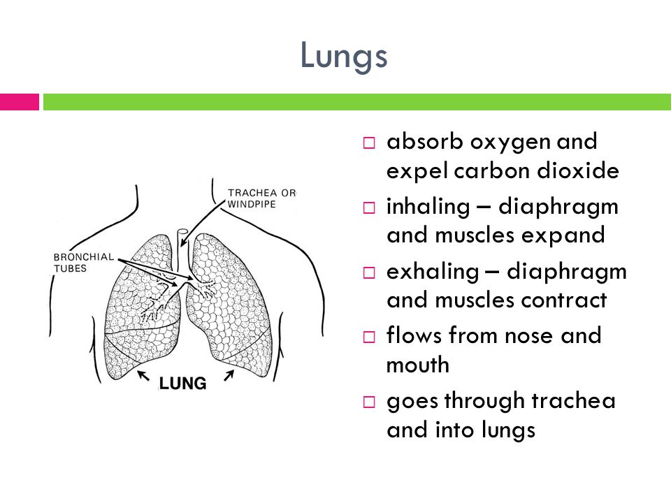 Lungs  absorb oxygen and expel carbon dioxide  inhaling – diaphragm and muscles expand  exhaling – diaphragm and muscles contract  flows from nose and mouth  goes through trachea and into lungs