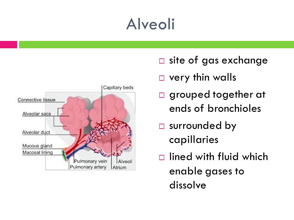 Alveoli  site of gas exchange  very thin walls  grouped together at ends of bronchioles  surrounded by capillaries  lined with fluid which enable gases to dissolve
