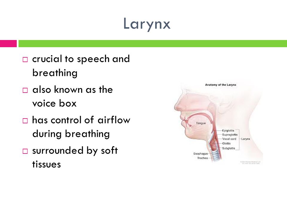 Larynx  crucial to speech and breathing  also known as the voice box  has control of airflow during breathing  surrounded by soft tissues