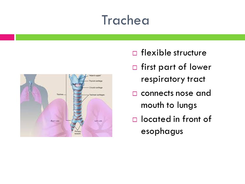 Trachea  flexible structure  first part of lower respiratory tract  connects nose and mouth to lungs  located in front of esophagus