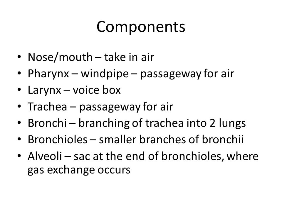 Components Nose/mouth – take in air Pharynx – windpipe – passageway for air Larynx – voice box Trachea – passageway for air Bronchi – branching of trachea into 2 lungs Bronchioles – smaller branches of bronchii Alveoli – sac at the end of bronchioles, where gas exchange occurs