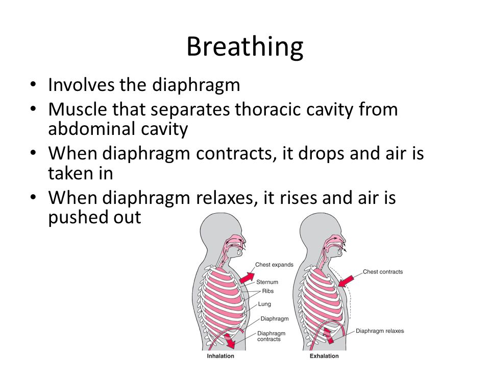 Breathing Involves the diaphragm Muscle that separates thoracic cavity from abdominal cavity When diaphragm contracts, it drops and air is taken in When diaphragm relaxes, it rises and air is pushed out