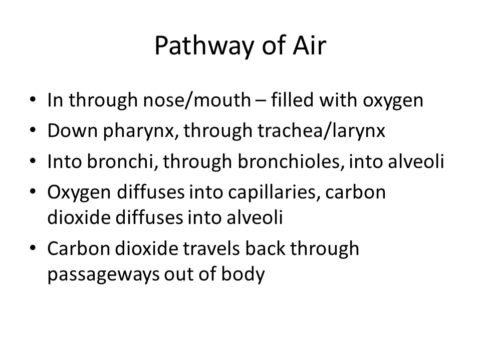 Pathway of Air In through nose/mouth – filled with oxygen Down pharynx, through trachea/larynx Into bronchi, through bronchioles, into alveoli Oxygen diffuses into capillaries, carbon dioxide diffuses into alveoli Carbon dioxide travels back through passageways out of body