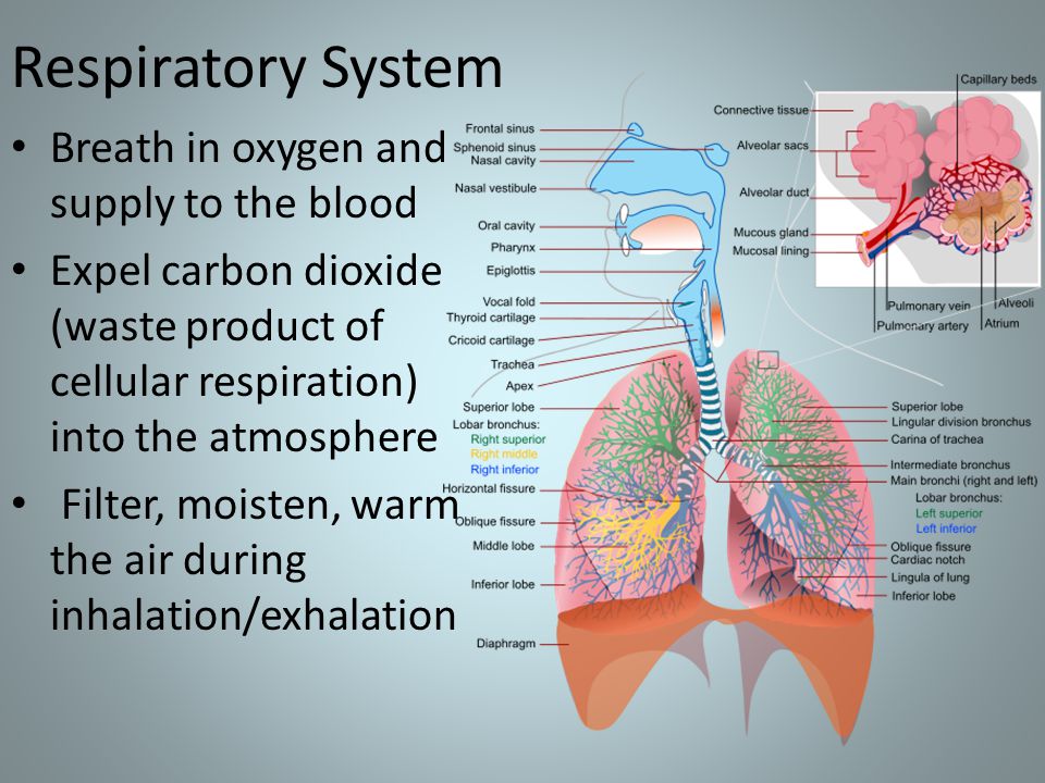 Respiratory System Breath in oxygen and supply to the blood Expel carbon dioxide (waste product of cellular respiration) into the atmosphere Filter, moisten, warm the air during inhalation/exhalation