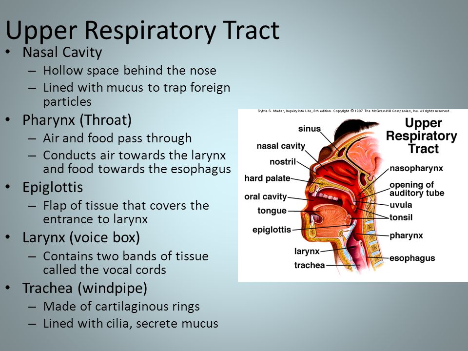 Upper Respiratory Tract Nasal Cavity – Hollow space behind the nose – Lined with mucus to trap foreign particles Pharynx (Throat) – Air and food pass through – Conducts air towards the larynx and food towards the esophagus Epiglottis – Flap of tissue that covers the entrance to larynx Larynx (voice box) – Contains two bands of tissue called the vocal cords Trachea (windpipe) – Made of cartilaginous rings – Lined with cilia, secrete mucus