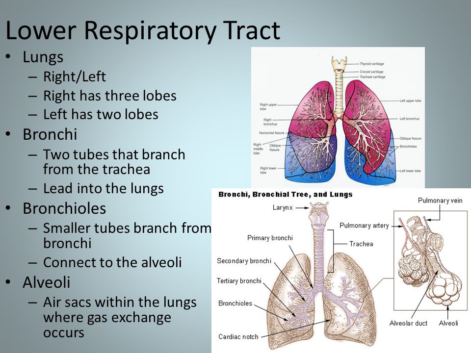 Lower Respiratory Tract Lungs – Right/Left – Right has three lobes – Left has two lobes Bronchi – Two tubes that branch from the trachea – Lead into the lungs Bronchioles – Smaller tubes branch from bronchi – Connect to the alveoli Alveoli – Air sacs within the lungs where gas exchange occurs