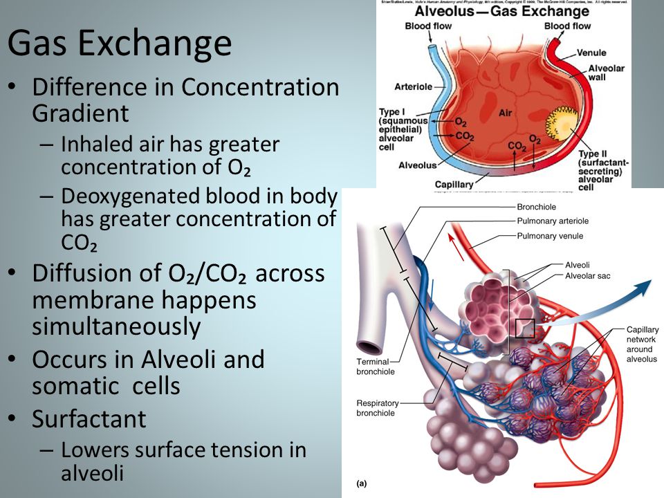 Gas Exchange Difference in Concentration Gradient – Inhaled air has greater concentration of O₂ – Deoxygenated blood in body has greater concentration of CO₂ Diffusion of O₂/CO₂ across membrane happens simultaneously Occurs in Alveoli and somatic cells Surfactant – Lowers surface tension in alveoli