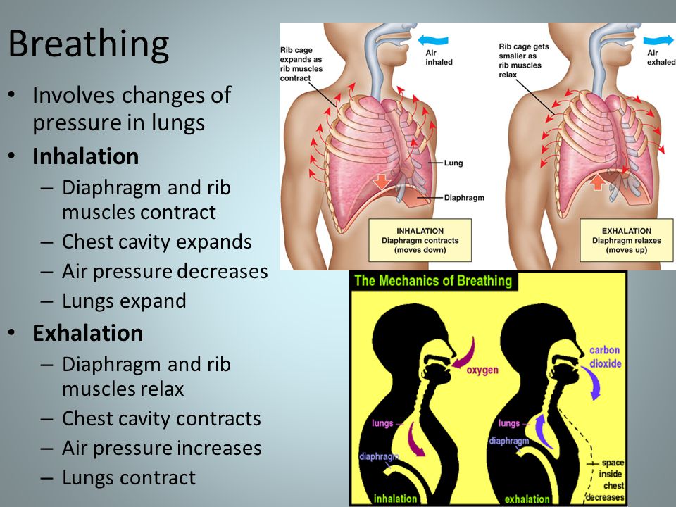 Breathing Involves changes of pressure in lungs Inhalation – Diaphragm and rib muscles contract – Chest cavity expands – Air pressure decreases – Lungs expand Exhalation – Diaphragm and rib muscles relax – Chest cavity contracts – Air pressure increases – Lungs contract