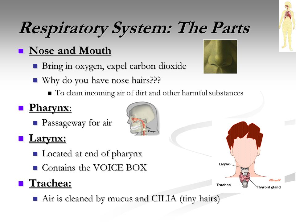 Respiratory System: The Parts Nose and Mouth Nose and Mouth Bring in oxygen, expel carbon dioxide Bring in oxygen, expel carbon dioxide Why do you have nose hairs .