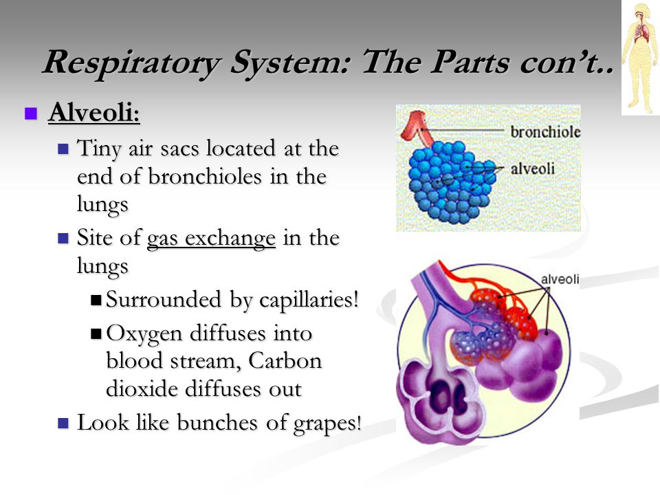 Respiratory System: The Parts con’t..