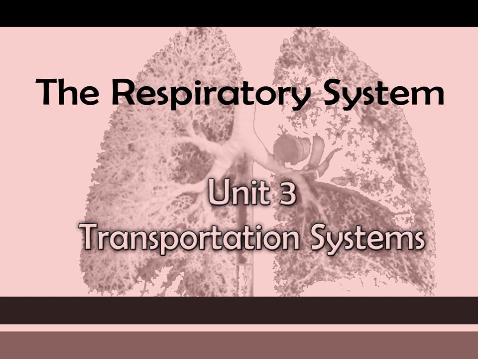 The RESPIRATORY System Unit 3 Transportation Systems
