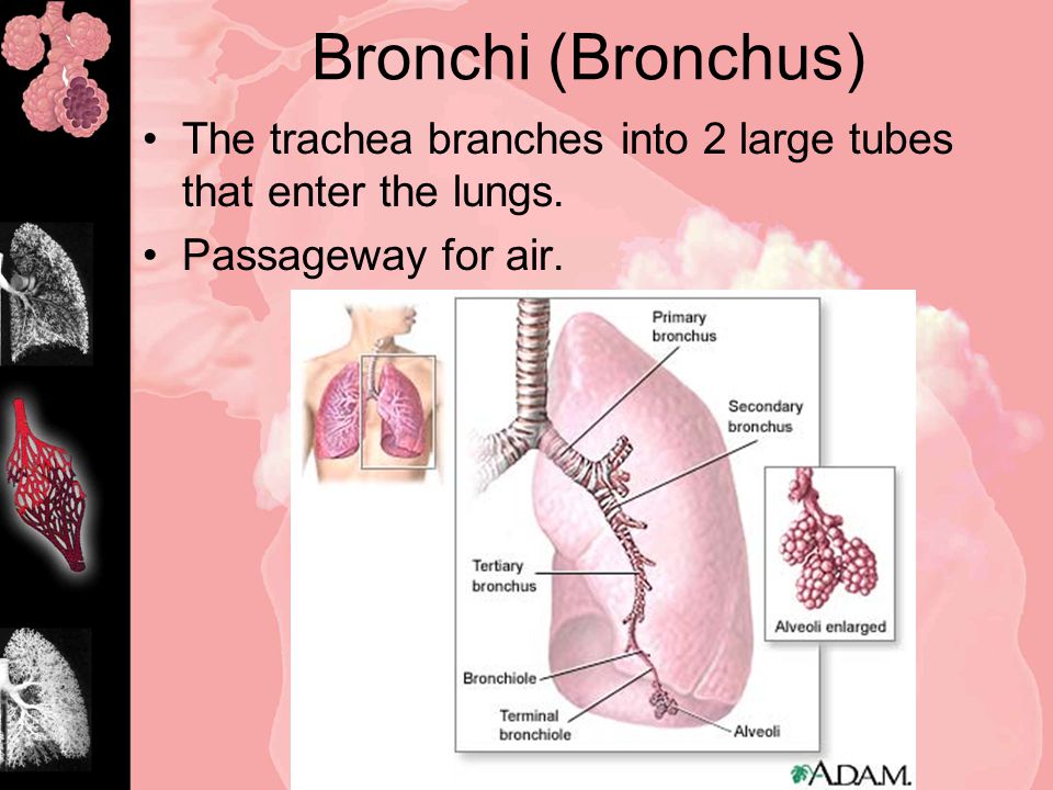 Bronchi (Bronchus) The trachea branches into 2 large tubes that enter the lungs.