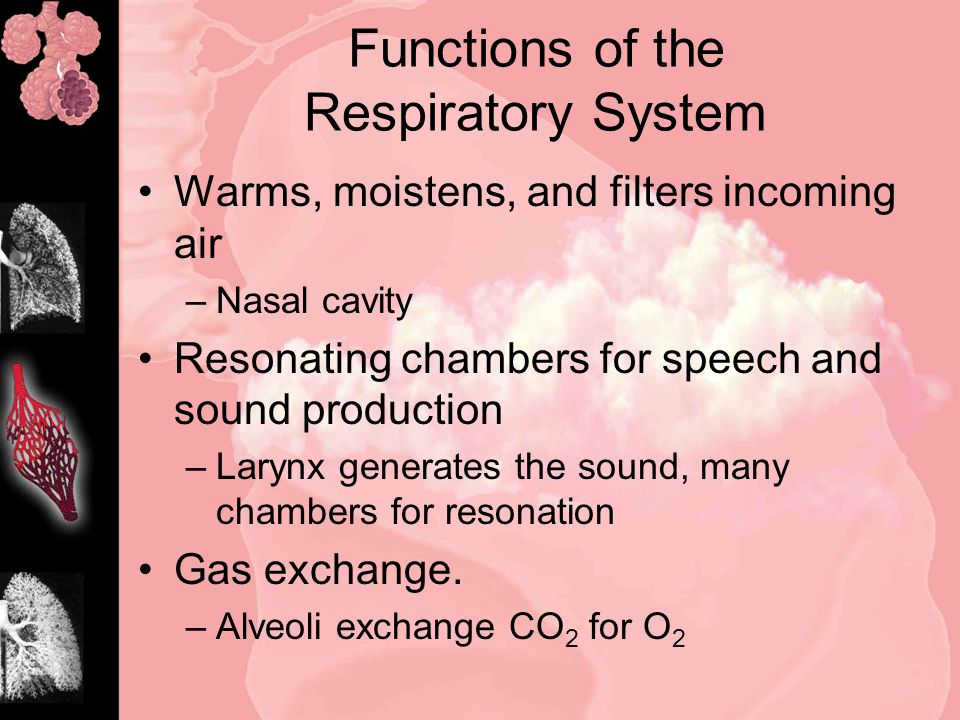 Functions of the Respiratory System Warms, moistens, and filters incoming air –Nasal cavity Resonating chambers for speech and sound production –Larynx generates the sound, many chambers for resonation Gas exchange.