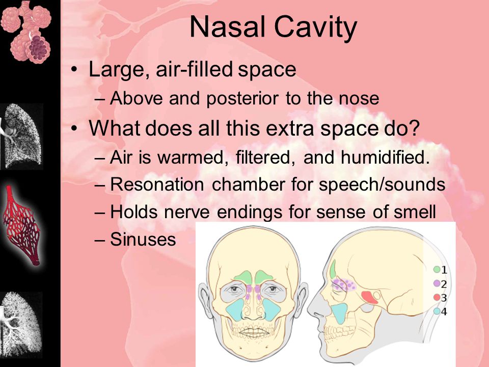 Nasal Cavity Large, air-filled space –Above and posterior to the nose What does all this extra space do.