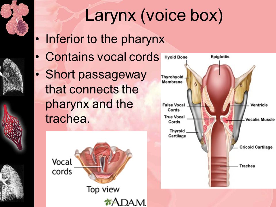 Larynx (voice box) Inferior to the pharynx Contains vocal cords Short passageway that connects the pharynx and the trachea.