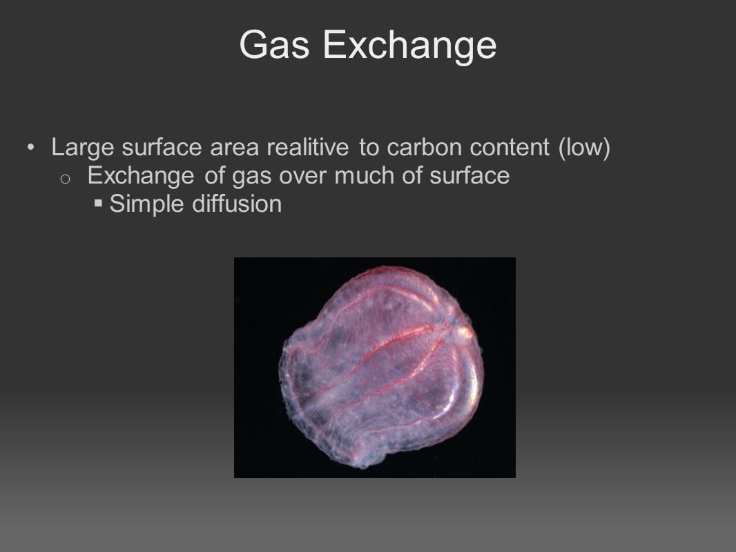 Gas Exchange Large surface area realitive to carbon content (low) o Exchange of gas over much of surface  Simple diffusion