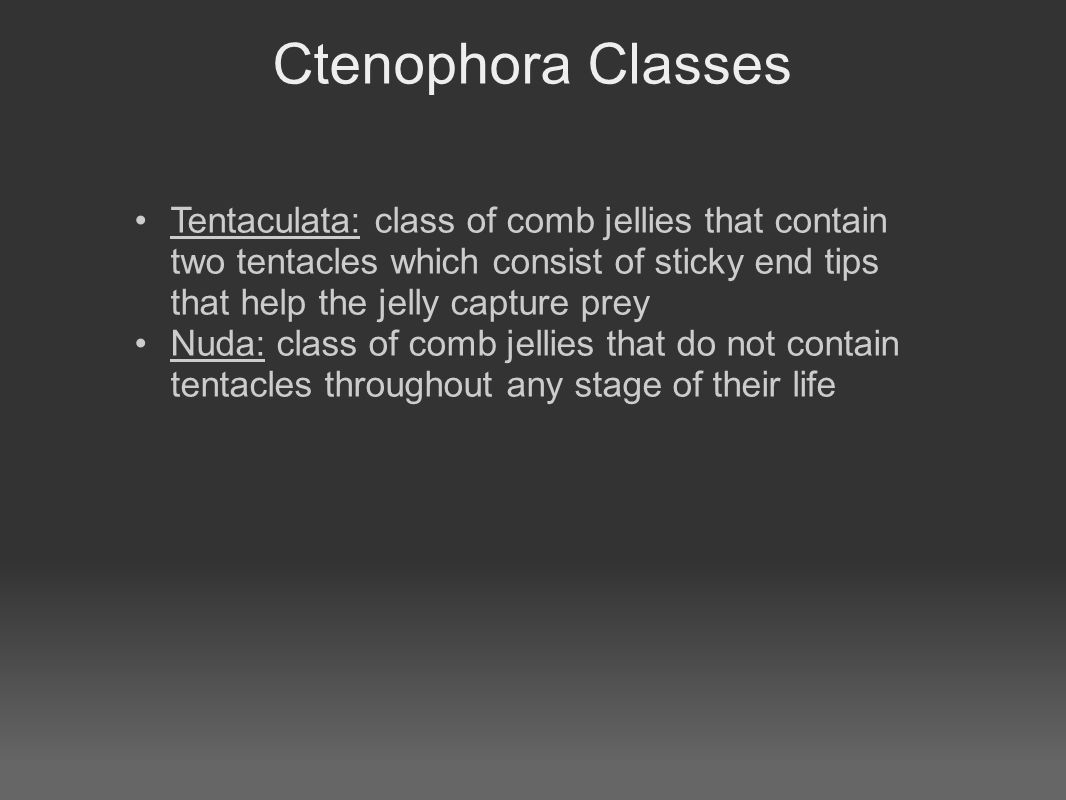 Ctenophora Classes Tentaculata: class of comb jellies that contain two tentacles which consist of sticky end tips that help the jelly capture prey Nuda: class of comb jellies that do not contain tentacles throughout any stage of their life