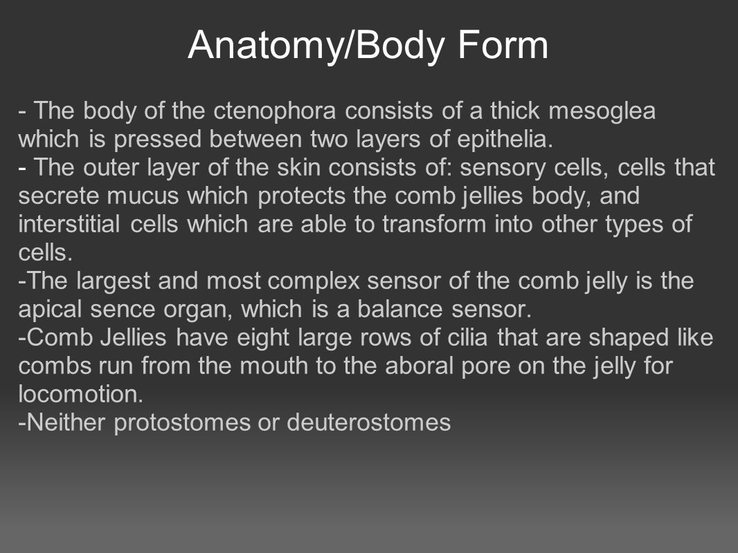 Anatomy/Body Form - The body of the ctenophora consists of a thick mesoglea which is pressed between two layers of epithelia.