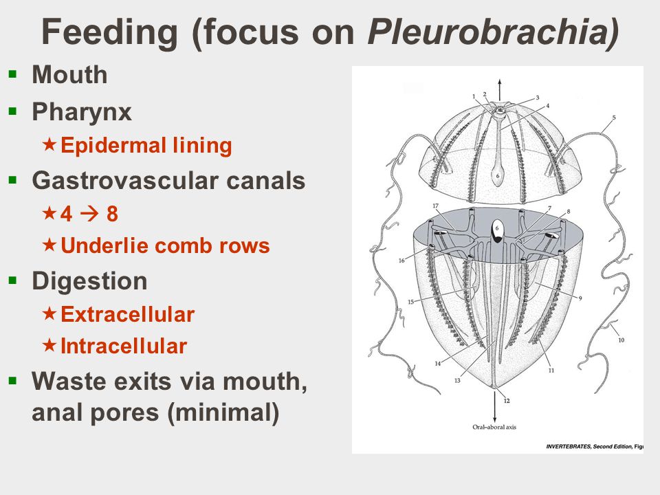 Feeding (focus on Pleurobrachia)  Mouth  Pharynx  Epidermal lining  Gastrovascular canals  4  8  Underlie comb rows  Digestion  Extracellular  Intracellular  Waste exits via mouth, anal pores (minimal)