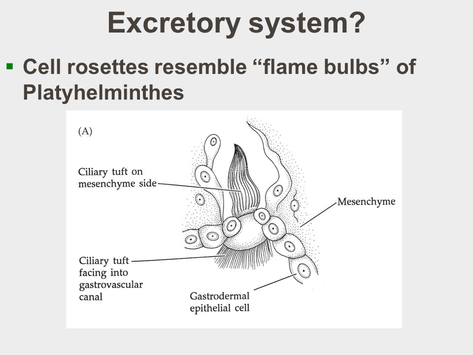 Excretory system  Cell rosettes resemble flame bulbs of Platyhelminthes