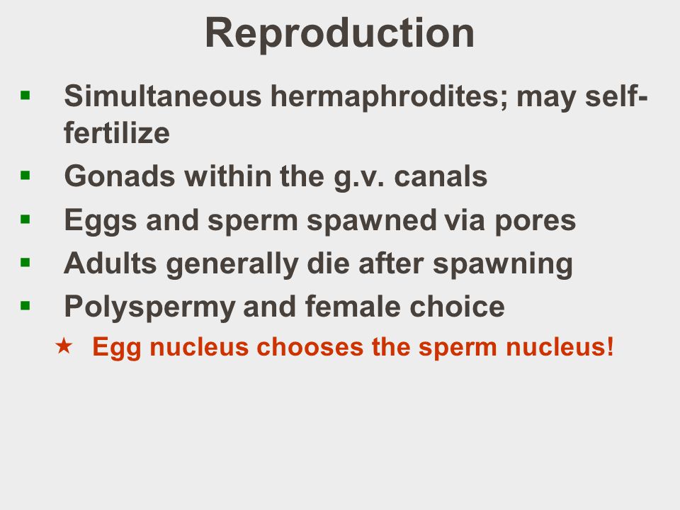 Reproduction  Simultaneous hermaphrodites; may self- fertilize  Gonads within the g.v.