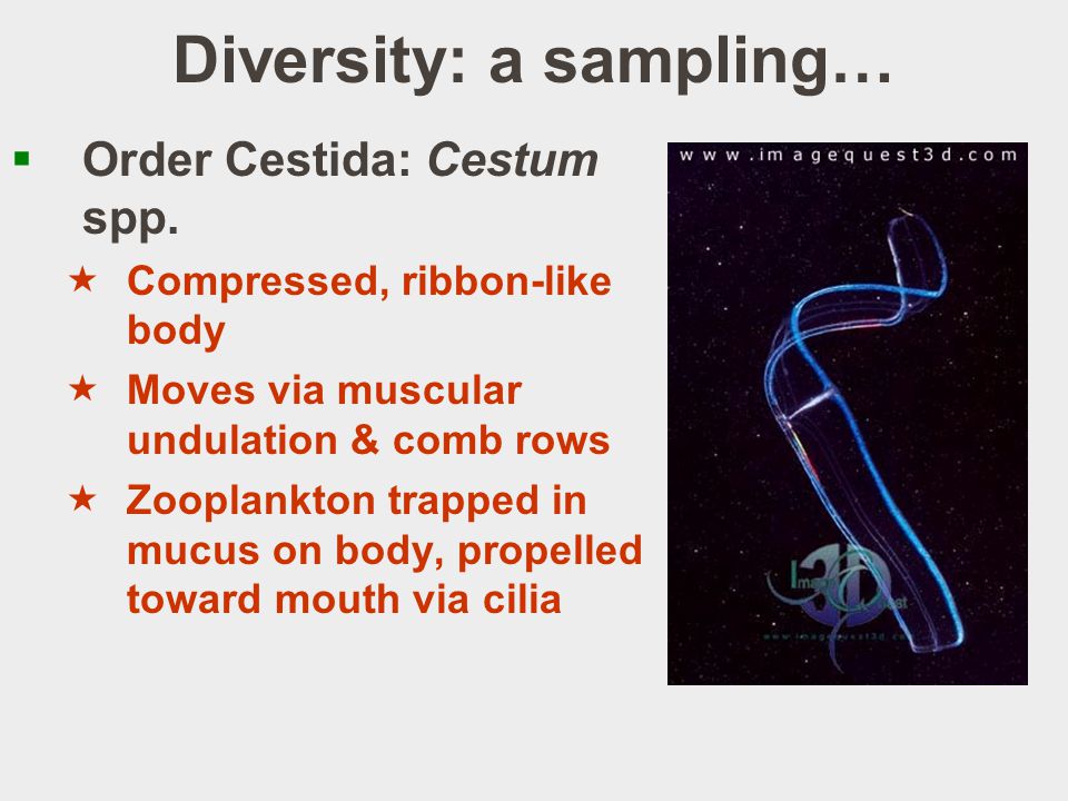 Diversity: a sampling…  Order Cestida: Cestum spp.