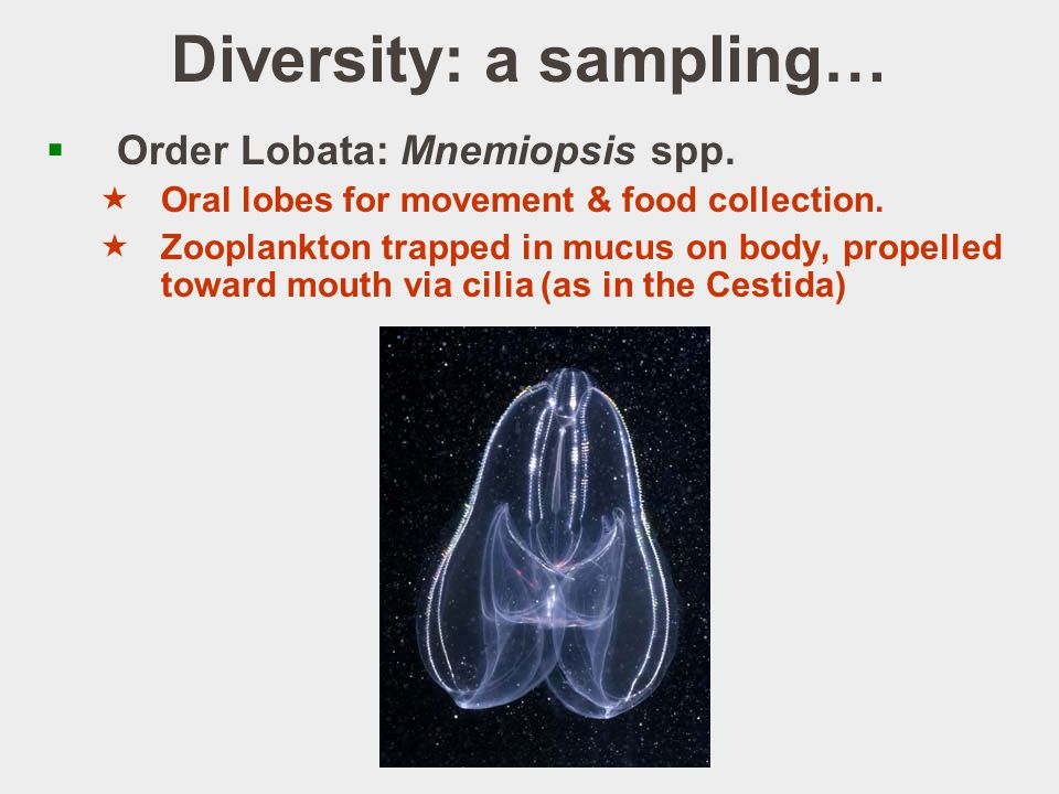 Diversity: a sampling…  Order Lobata: Mnemiopsis spp.