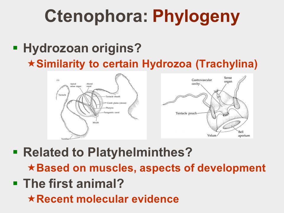 Ctenophora: Phylogeny  Hydrozoan origins.