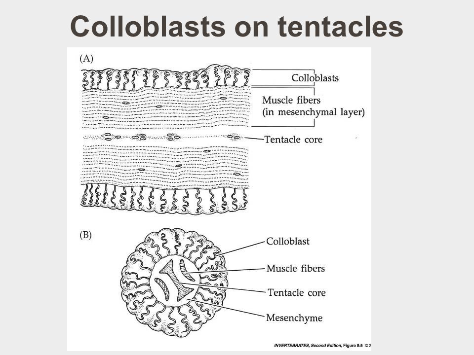 Colloblasts on tentacles