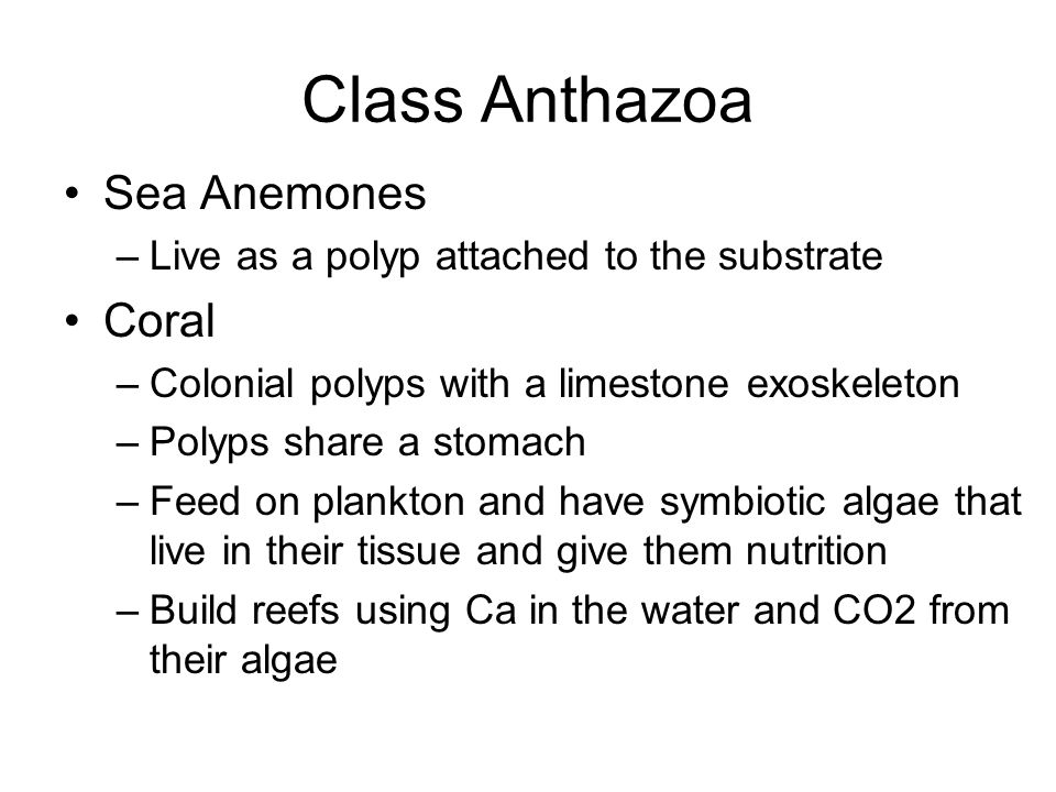 Class Anthazoa Sea Anemones –Live as a polyp attached to the substrate Coral –Colonial polyps with a limestone exoskeleton –Polyps share a stomach –Feed on plankton and have symbiotic algae that live in their tissue and give them nutrition –Build reefs using Ca in the water and CO2 from their algae