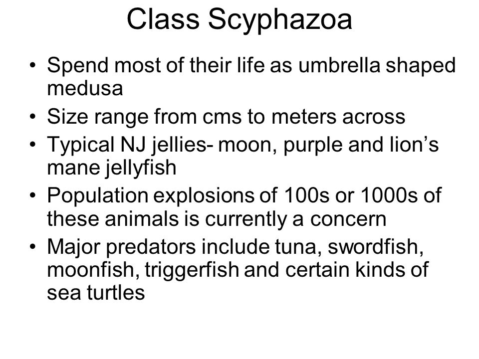 Class Scyphazoa Spend most of their life as umbrella shaped medusa Size range from cms to meters across Typical NJ jellies- moon, purple and lion’s mane jellyfish Population explosions of 100s or 1000s of these animals is currently a concern Major predators include tuna, swordfish, moonfish, triggerfish and certain kinds of sea turtles