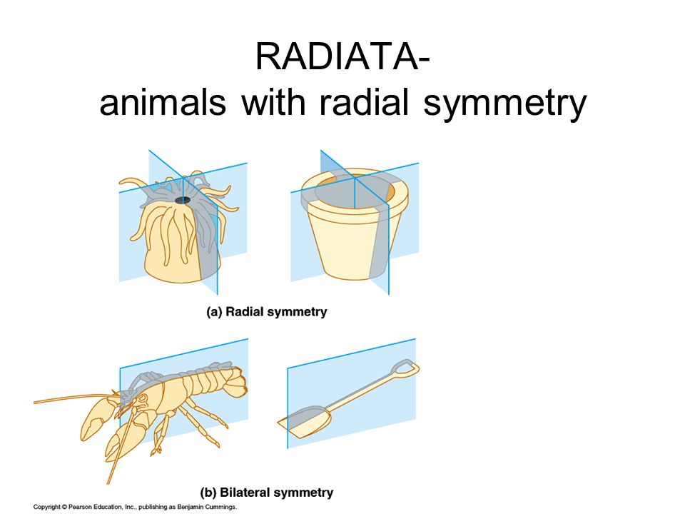 RADIATA- animals with radial symmetry