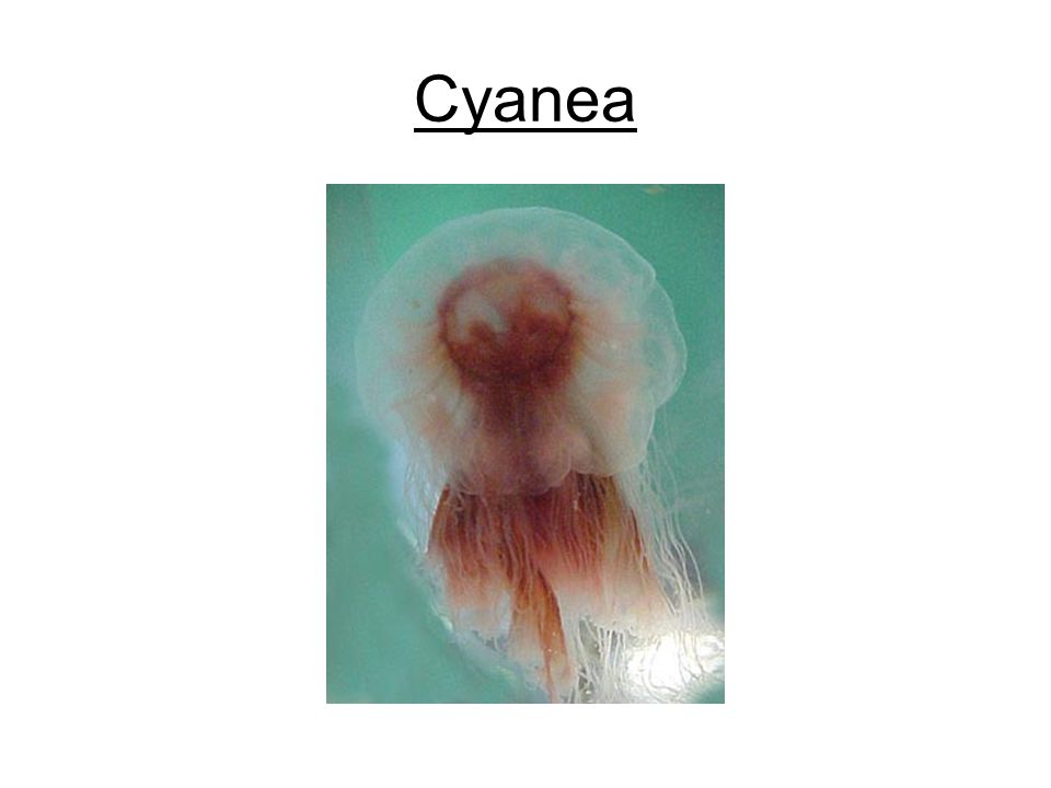 Cyanea
