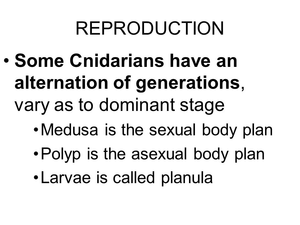 REPRODUCTION Some Cnidarians have an alternation of generations, vary as to dominant stage Medusa is the sexual body plan Polyp is the asexual body plan Larvae is called planula