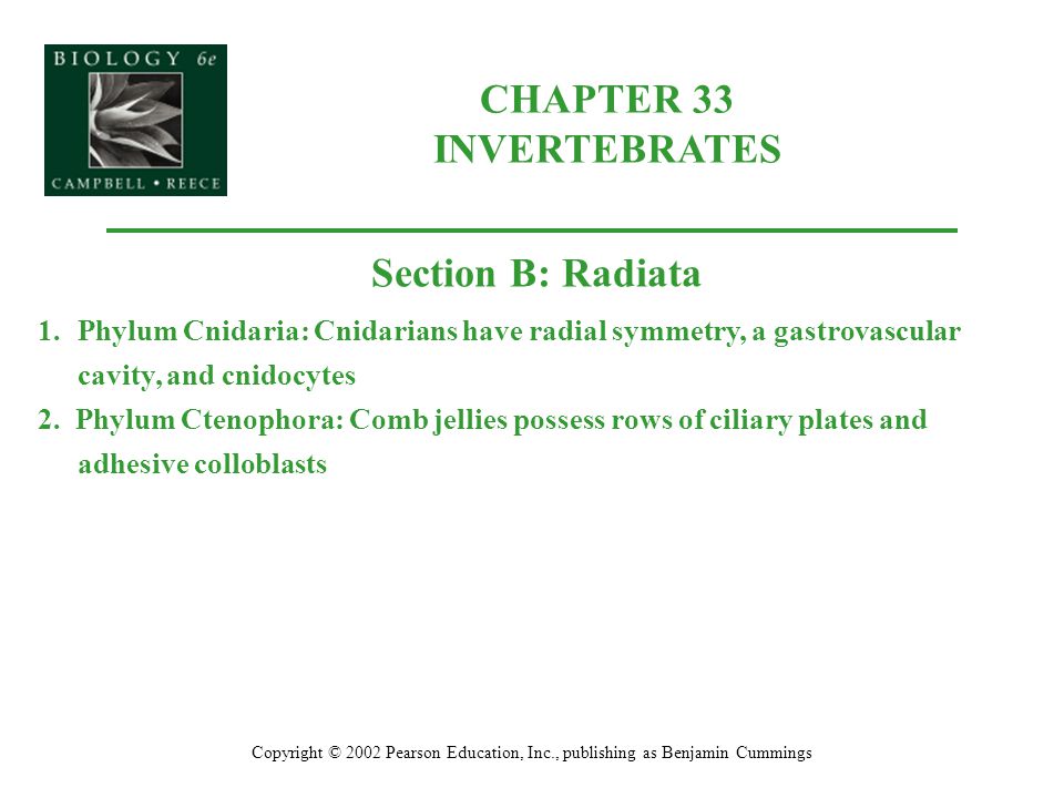 CHAPTER 33 INVERTEBRATES Copyright © 2002 Pearson Education, Inc., publishing as Benjamin Cummings Section B: Radiata 1.Phylum Cnidaria: Cnidarians have radial symmetry, a gastrovascular cavity, and cnidocytes 2.