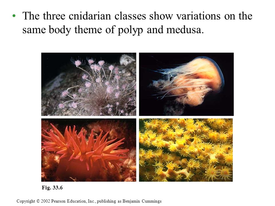 The three cnidarian classes show variations on the same body theme of polyp and medusa.