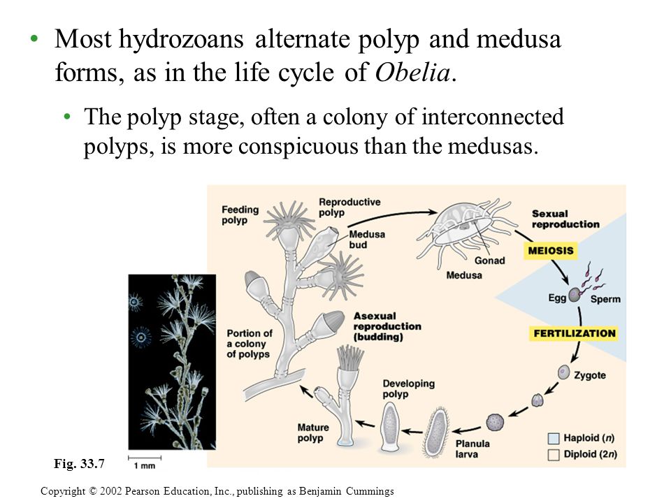 Most hydrozoans alternate polyp and medusa forms, as in the life cycle of Obelia.