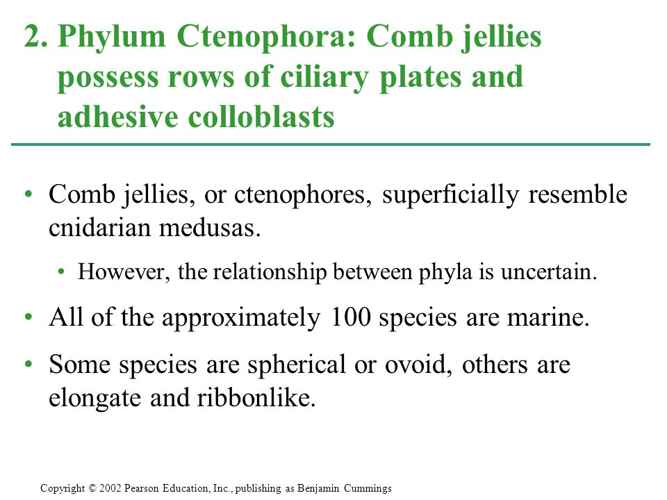 Comb jellies, or ctenophores, superficially resemble cnidarian medusas.