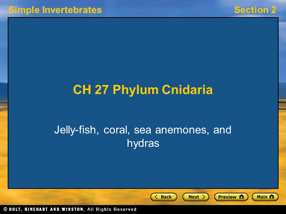 Simple InvertebratesSection 2 CH 27 Phylum Cnidaria Jelly-fish, coral, sea anemones, and hydras