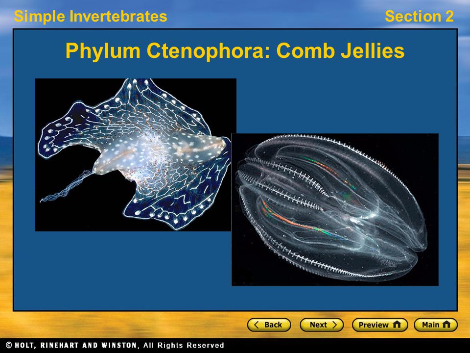 Simple InvertebratesSection 2 Phylum Ctenophora: Comb Jellies