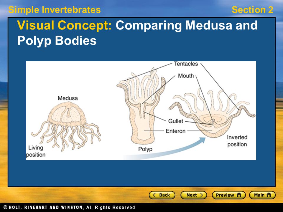 Simple InvertebratesSection 2 Visual Concept: Comparing Medusa and Polyp Bodies