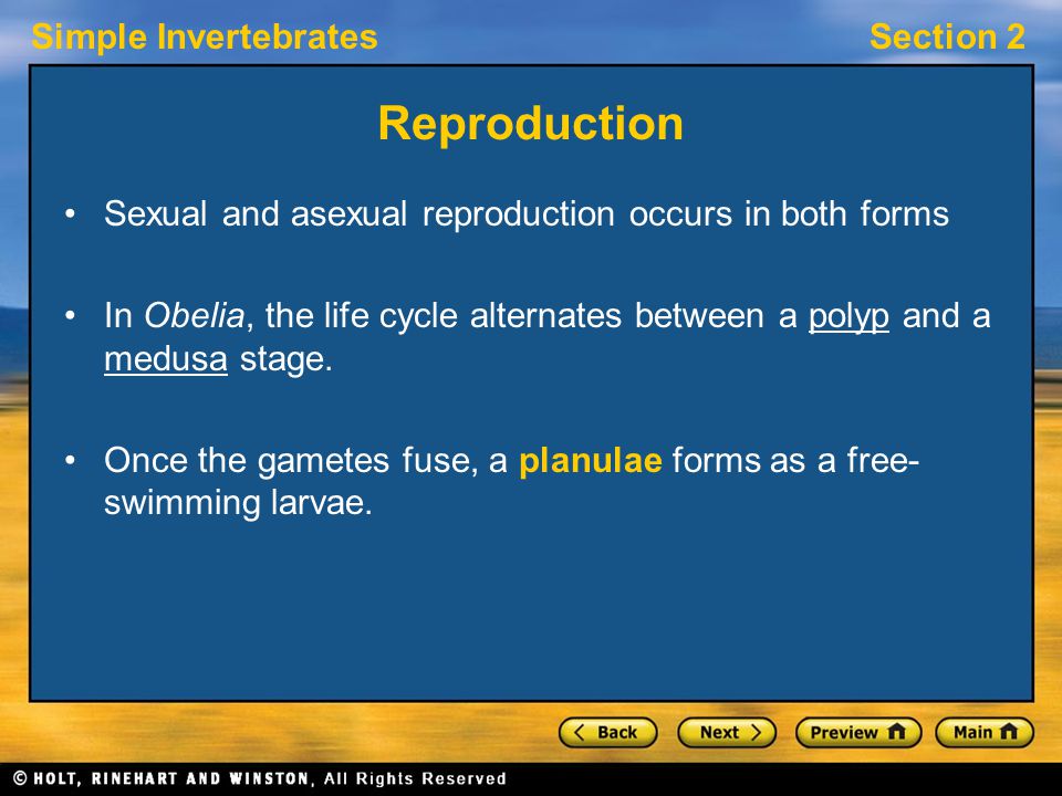 Simple InvertebratesSection 2 Reproduction Sexual and asexual reproduction occurs in both forms In Obelia, the life cycle alternates between a polyp and a medusa stage.