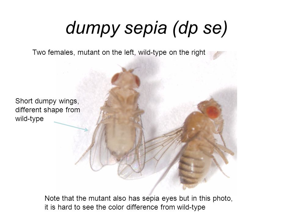 dumpy sepia (dp se) Two females, mutant on the left, wild-type on the right Short dumpy wings, different shape from wild-type Note that the mutant also has sepia eyes but in this photo, it is hard to see the color difference from wild-type