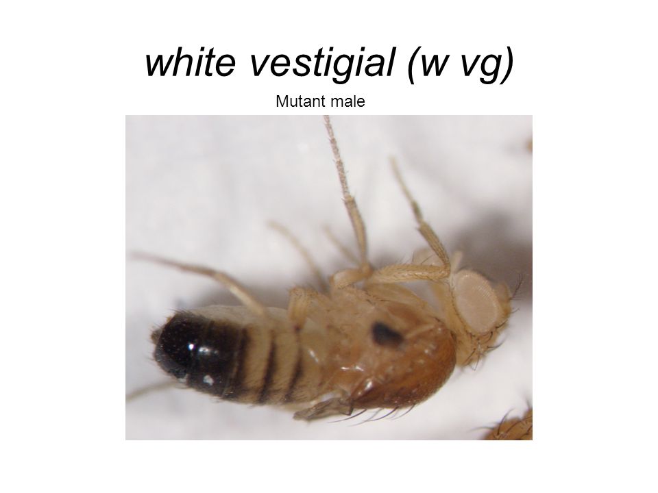 white vestigial (w vg) Mutant male