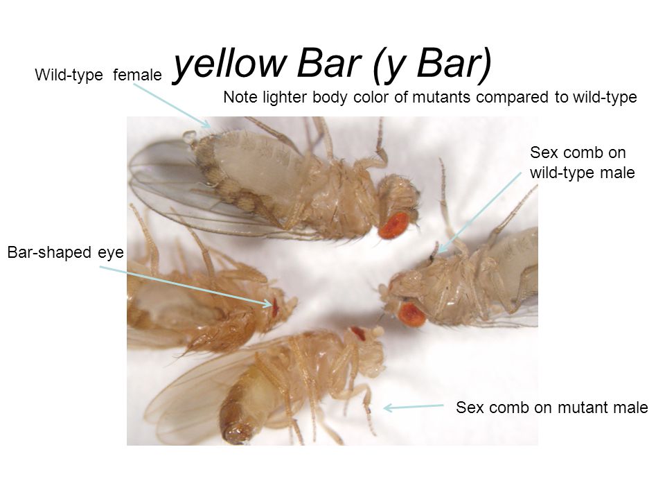 yellow Bar (y Bar) Sex comb on wild-type male Wild-type female Sex comb on mutant male Note lighter body color of mutants compared to wild-type Bar-shaped eye
