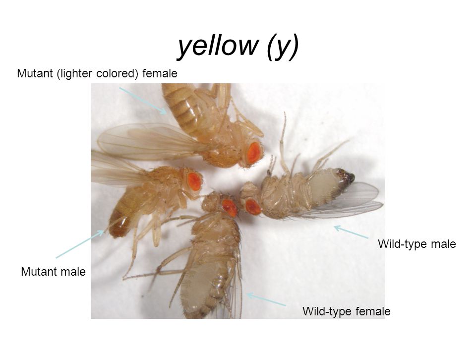 yellow (y) Wild-type male Wild-type female Mutant (lighter colored) female Mutant male