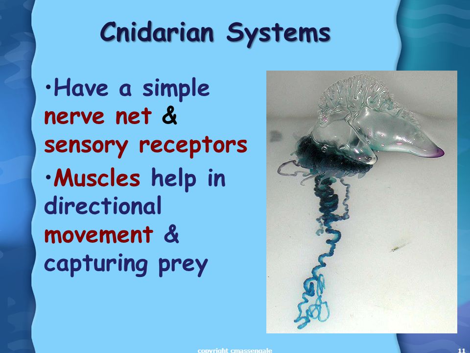 11 Cnidarian Systems Have a simple nerve net & sensory receptors Muscles help in directional movement & capturing prey copyright cmassengale